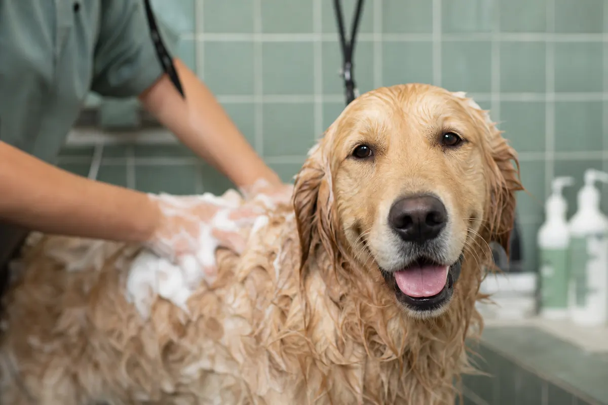 Golden retriever détendu recevant un bain mousseux délicat sur carrelage vert sauge